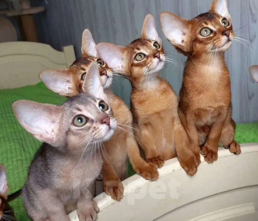 Кошки в Москве: Абиссинские котята Девочка, 70 000 руб. - фото 6