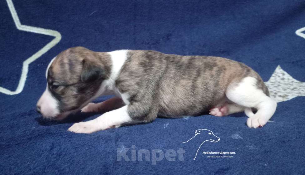 Собаки в Москве: Щенки уиппета суки ранняя бронь Девочка, Бесплатно - фото 3