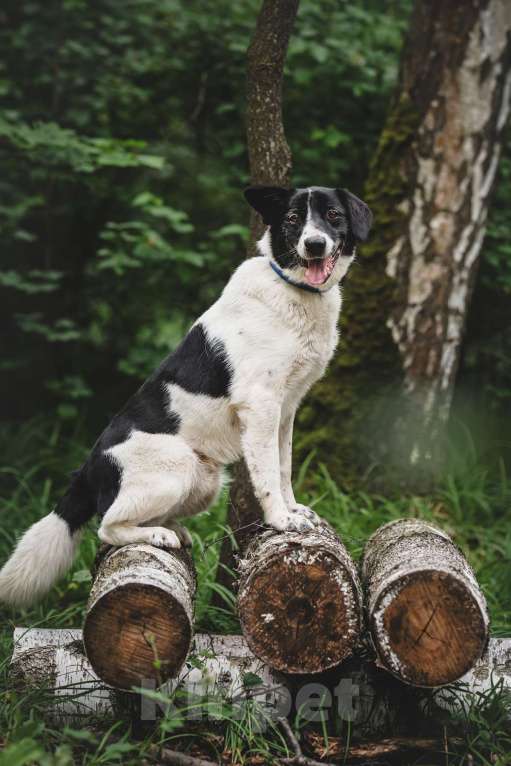 Собаки в Москве: Статный красавец без породы в добрый руки! Мальчик, Бесплатно - фото 6