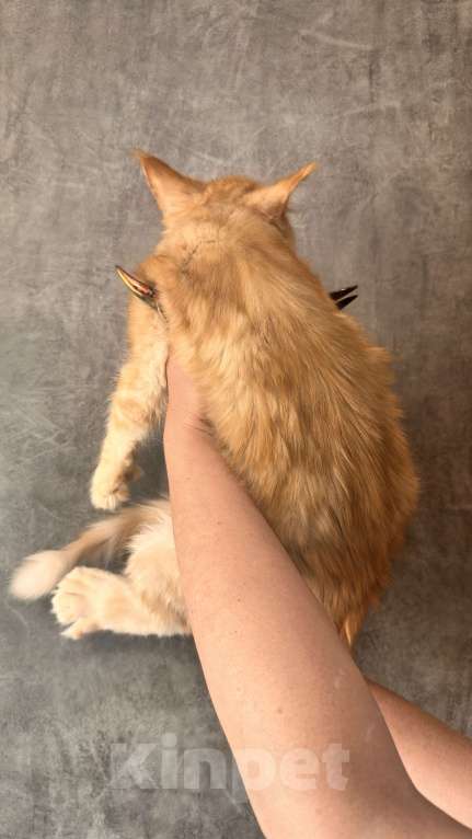 Кошки в Дмитрове: Котенок мейн-кун полидакт Девочка, 35 000 руб. - фото 4