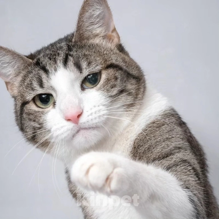 Кошки в Москве: Найда доверилась человеку, а ее избили Девочка, Бесплатно - фото 2