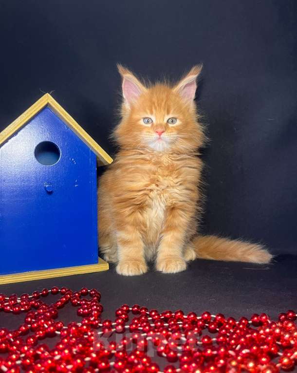 Кошки в Ярославле: Кот Мальчик, 80 000 руб. - фото 3