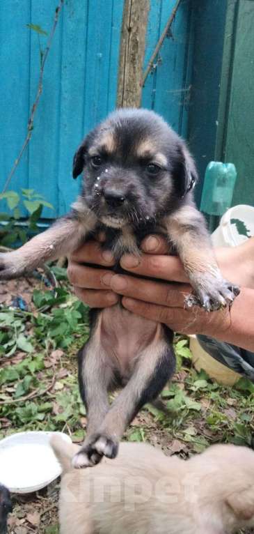 Собаки в Ореховом-Зуево: Отдаём щенков в добрые руки Мальчик, Бесплатно - фото 2