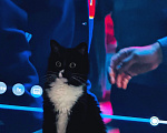 Кошки в Москве: Пропала кошка Девочка, 5 000 руб. - фото 1