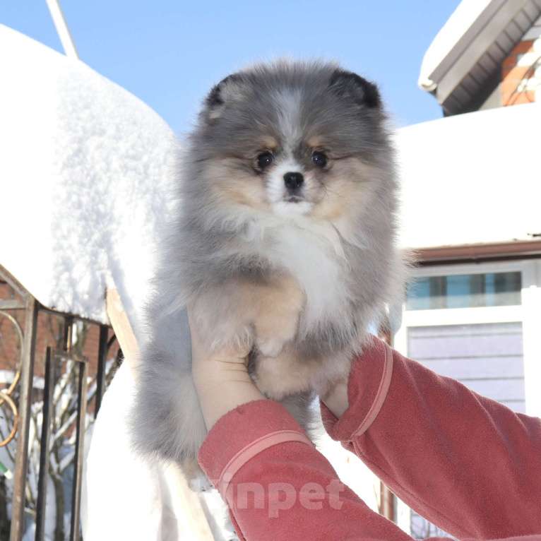Собаки в Москве: Мраморная ФАНТАСТИЧЕСКАЯ девочка шпица Девочка, 120 000 руб. - фото 2