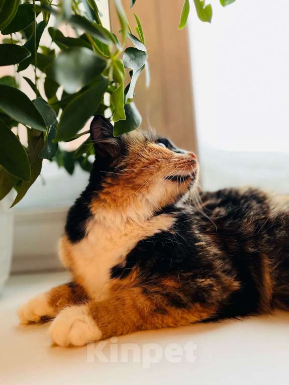 Кошки в Новосибирске: Кошка трехцветная в хорошие руки! Девочка, 5 руб. - фото 5