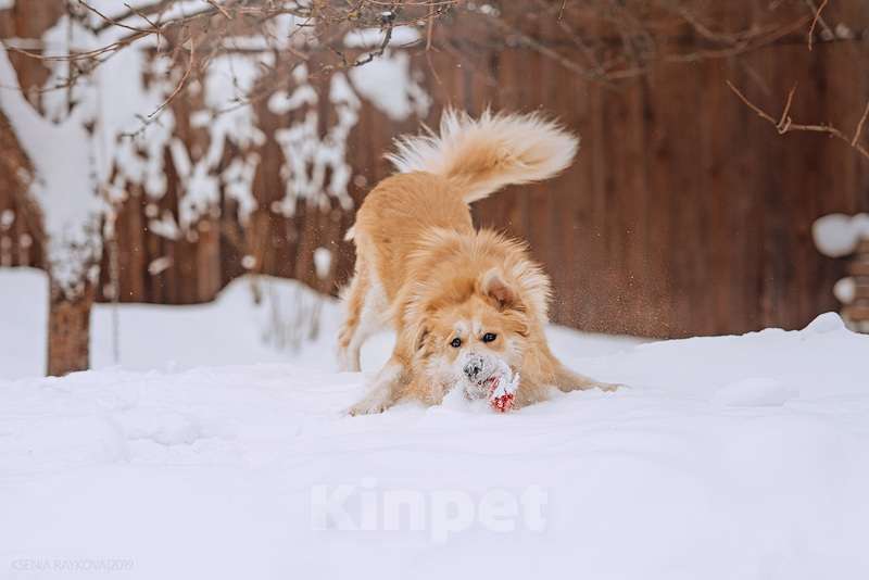 Собаки в Москве: Шикарный пёс Нортон в добрые руки. Мальчик, Бесплатно - фото 8