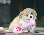 Собаки в Сочи: Великолепные щенки вельш корги пемброк Мальчик, 60 000 руб. - фото 4