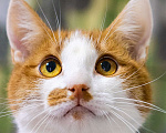 Кошки в Москве: Ласковый, ручной, компанейский котик в поисках дома Мальчик, Бесплатно - фото 1