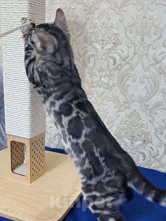Кошки в Москве: Бенгальские котята серебро  Мальчик, 55 000 руб. - фото 9