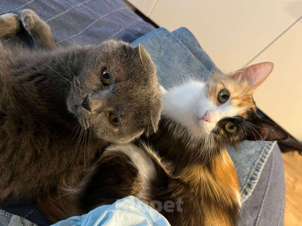 Кошки в Санкт-Петербурге: Кошечка Буся Девочка, Бесплатно - фото 2