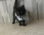 Кошки в Шатуре: Котята ищут дом Разнополые, Бесплатно - фото 6