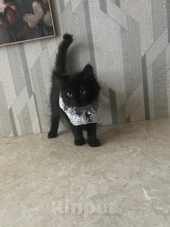 Кошки в Шатуре: Котята ищут дом Разнополые, Бесплатно - фото 6