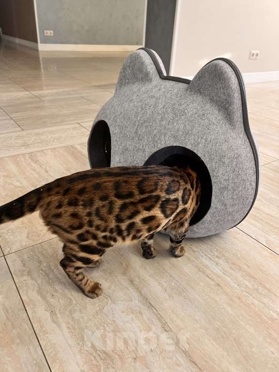 Кошки в Наро-Фоминске: Бенгальский кот . Вязка  Мальчик, 10 000 руб. - фото 4