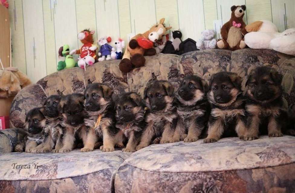 Собаки в Иркутске: Щенки немецкой овчарки Девочка, 45 000 руб. - фото 3