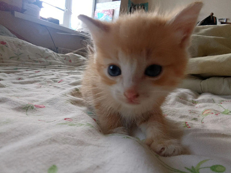 Отдаю котят