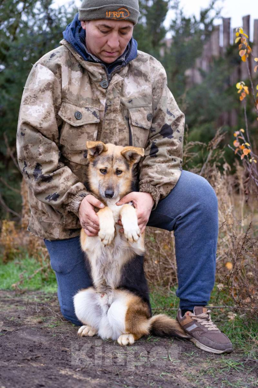 Собаки в Москве: Скромный, небольшой мальчик в добрые руки Мальчик, Бесплатно - фото 5