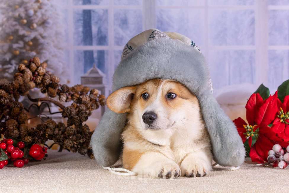 Собаки в других городах Ярославской области: Вита Приора Мавруд Мальчик, 80 000 руб. - фото 6