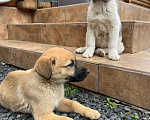 Собаки в Азове: Щенки бесплатно Девочка, Бесплатно - фото 7