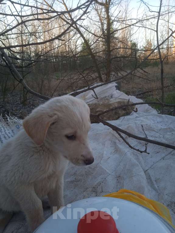 Собаки в Липецке: Очаровательные щенки Мальчик, Бесплатно - фото 10