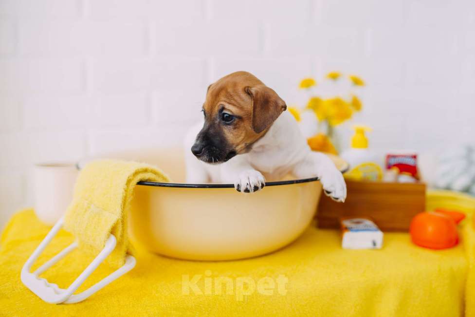 Собаки в Хабаровске: Девочка 3 Девочка, Бесплатно - фото 3