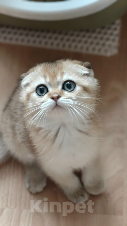 Кошки в Санкт-Петербурге: Котенок золотого окраса. Мальчик, 55 000 руб. - фото 2