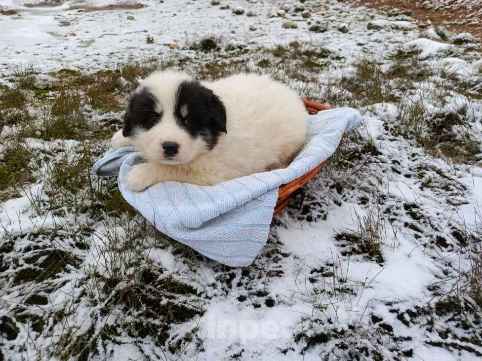 Собаки в Малоярославце: щенки пиренейской горной собаки_мальчик 1 Мальчик, 40 000 руб. - фото 9
