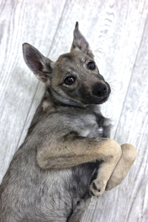 Собаки в Москве: Щенок бесплатно в Москве Девочка, Бесплатно - фото 6