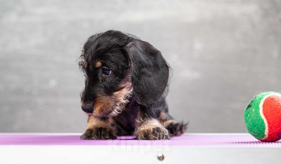 Собаки в Москве: Щенок таксы миниатюрной жесткошерстной, девочка Девочка, 50 000 руб. - фото 6