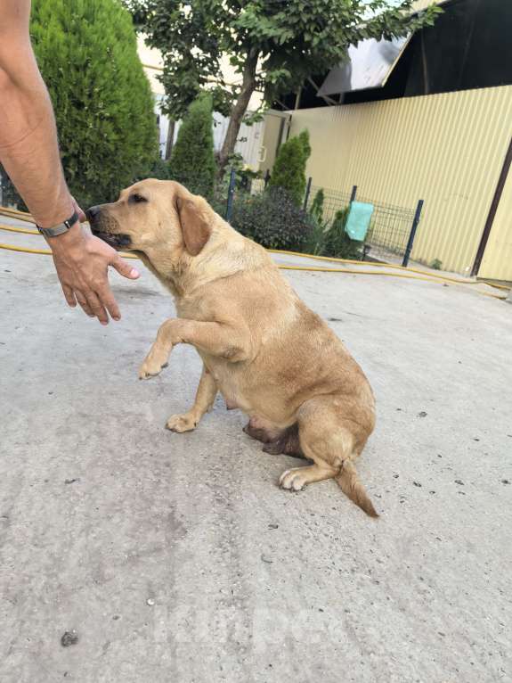 Собаки в Краснодаре: Щенки лабрадора с документами РКФ Мальчик, 30 000 руб. - фото 4