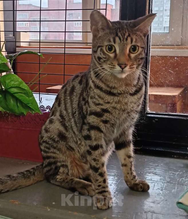 Кошки в Екатеринбурге: Котик Шалопай Мальчик, 15 000 руб. - фото 3