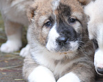 Собаки в Москве: Роскошная тигрица (щенок САО, алабай)  Девочка, Бесплатно - фото 1