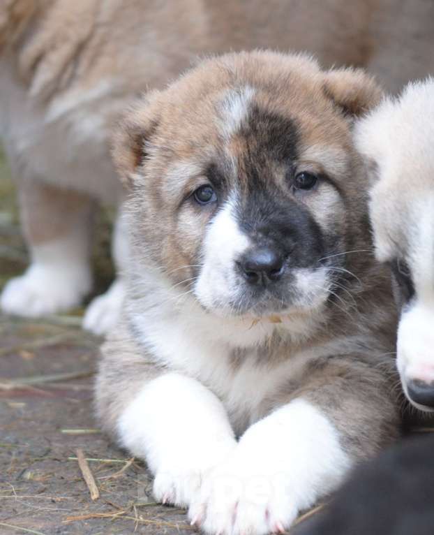 Собаки в Москве: Роскошная тигрица (щенок САО, алабай)  Девочка, Бесплатно - фото 1