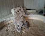 Кошки в Санкт-Петербурге: Британский котенок лилового окраса. Мальчик, Бесплатно - фото 3