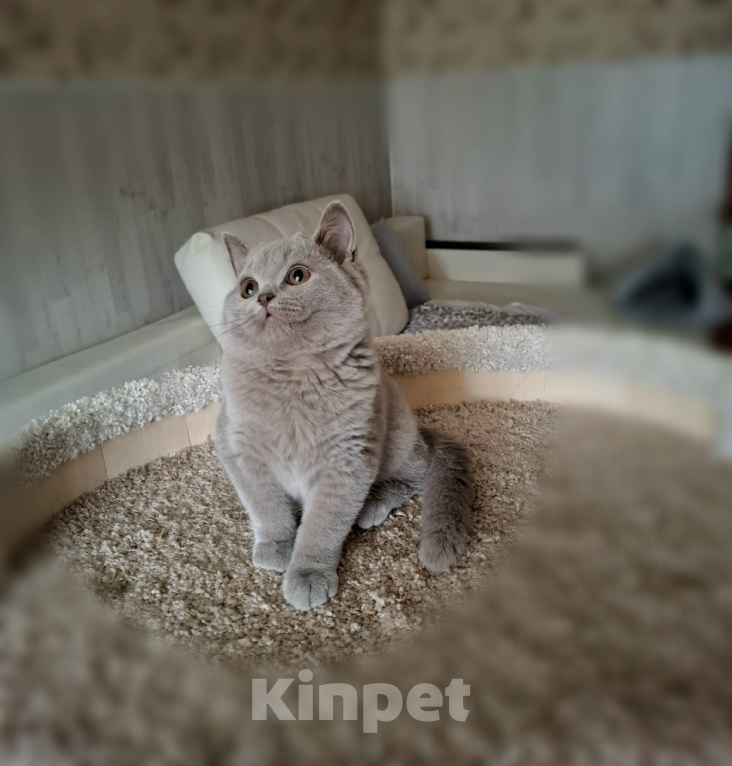 Кошки в Санкт-Петербурге: Британский котенок лилового окраса. Мальчик, Бесплатно - фото 3
