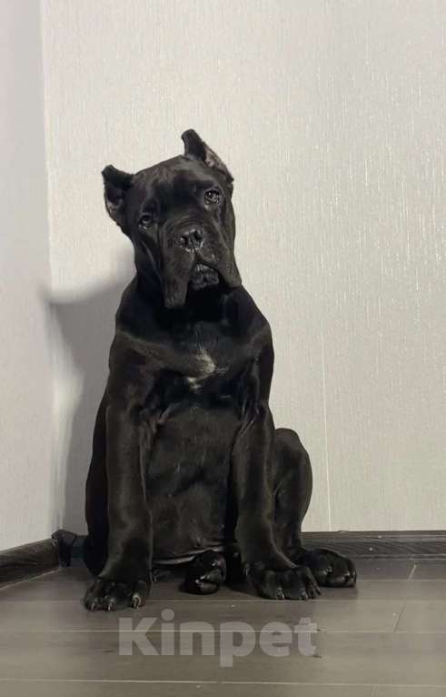 Собаки в Москве: Кане Корсо черный мальчик Мальчик, Бесплатно - фото 2