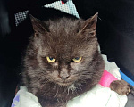 Кошки в Новочеркасске: Ищет дом котик Мальчик, Бесплатно - фото 2