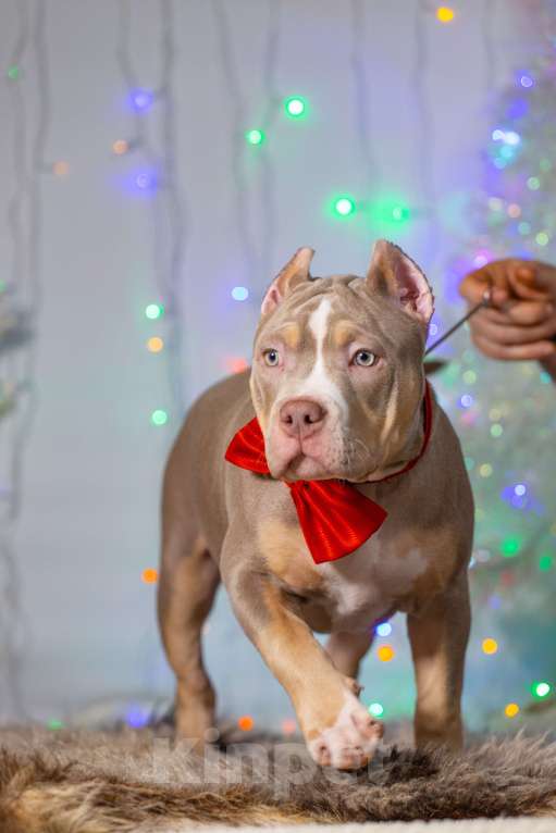 Собаки в Москве: Американский булли классик  Девочка, 150 000 руб. - фото 1