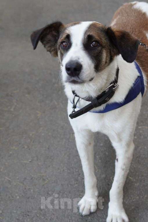 Собаки в Москве: Спокойный и ласковый белый пёс Арчи в дар Мальчик, 1 руб. - фото 7