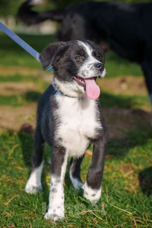 Собаки в Москве: Ищу родителей! В добрые руки. Мальчик, Бесплатно - фото 4