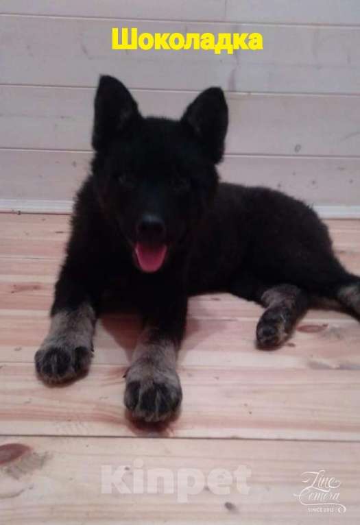 Собаки в Котельнике: Щенки овчарята оригинальных окрасов в добрые руки Девочка, Бесплатно - фото 5
