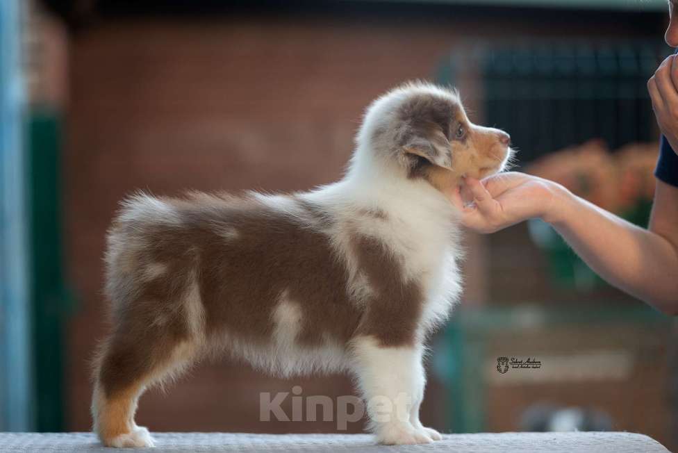 Собаки в Москве: австралийская овчарка аусси Девочка, 150 000 руб. - фото 6
