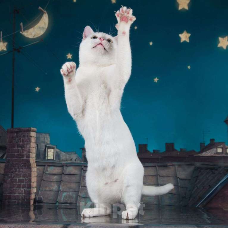 Кошки в Москве: Белый котик Лёва мечтает о доме Мальчик, Бесплатно - фото 4