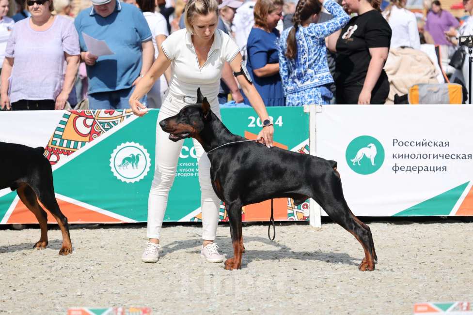 Собаки в Санкт-Петербурге: Щенок добермана в питомнике Версаль Манифик Мальчик, 130 000 руб. - фото 2