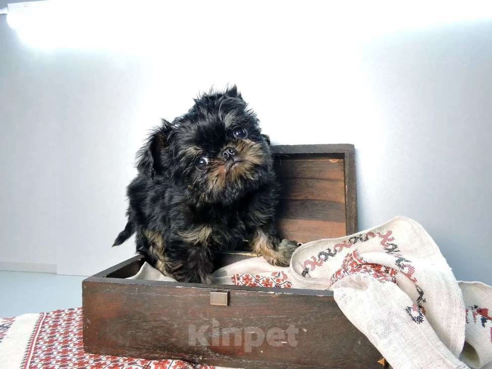 Собаки в Мытищах: Мини малыш гриффон Мальчик, 55 000 руб. - фото 1