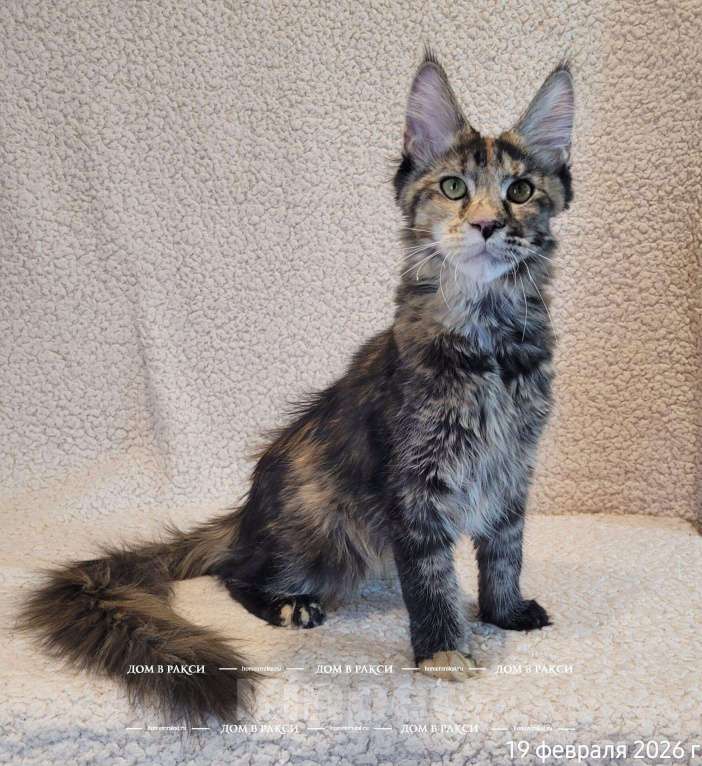 Кошки в других городах Ленинградской области: Кошка мейн-кун X’Sandra Raksi Line Девочка, Бесплатно - фото 2