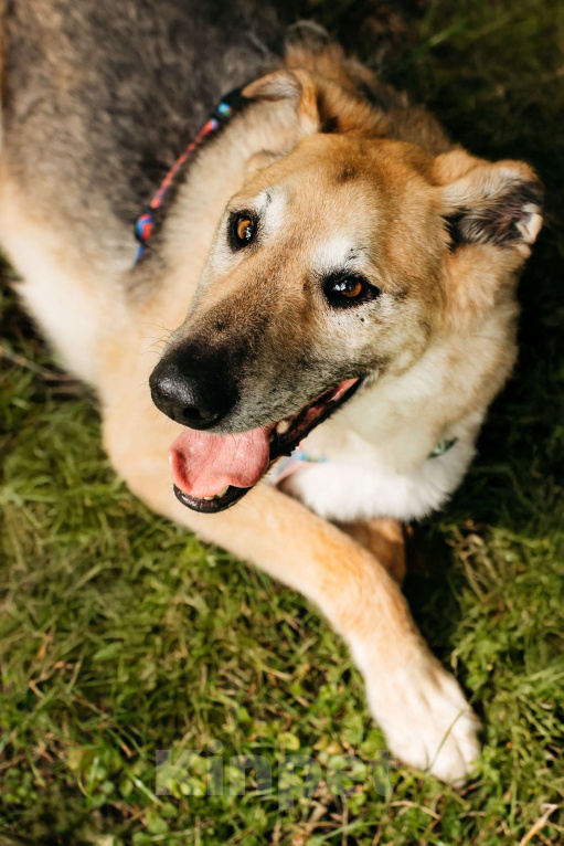 Собаки в Москве: Трепетный Джой Мальчик, Бесплатно - фото 8