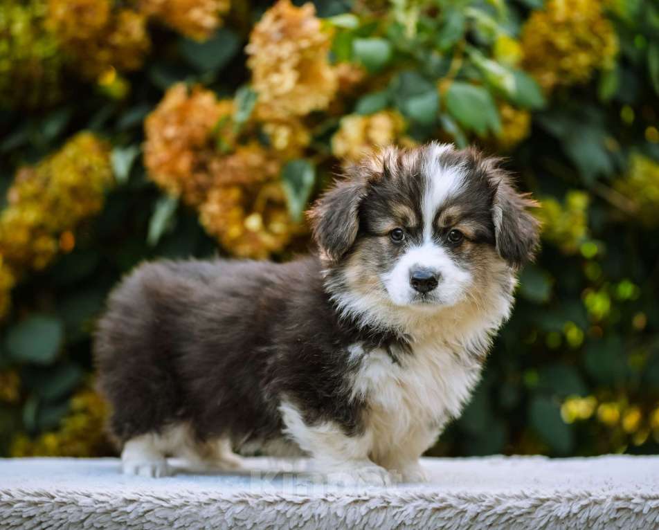 Собаки в Новосибирске: Вельш Корги Пемброк Джон Сильвер (Флаффи) Мальчик, 55 000 руб. - фото 4