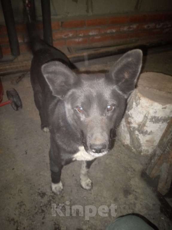 Собаки в Новосибирске: Отдам щенка Мальчик, Бесплатно - фото 1