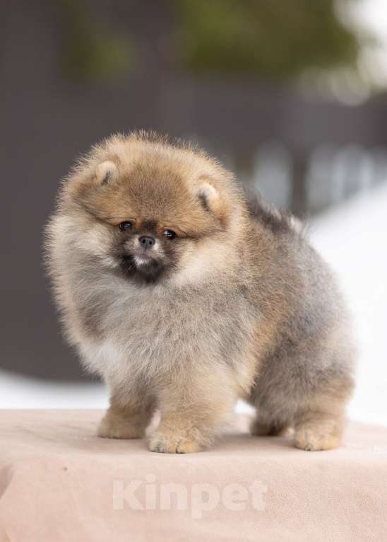 Собаки в Лобне: Медвежонок Мальчик, 50 000 руб. - фото 1